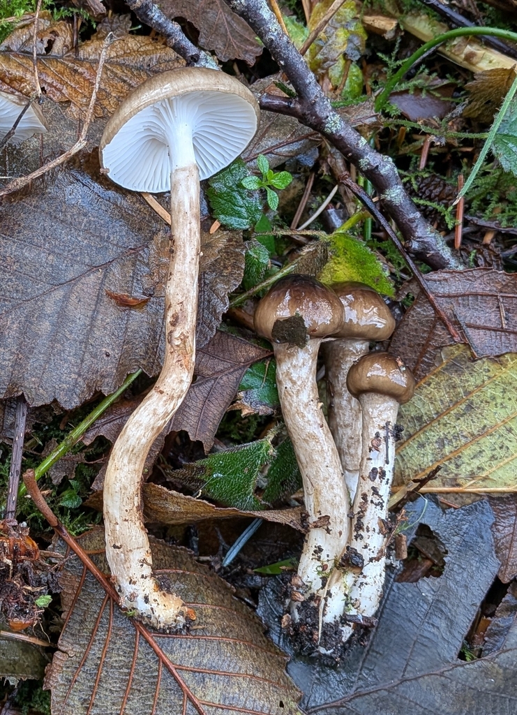 Hygrophorus olivaceoalbus · December 2025 · photo: © ssquazzo (iNaturalist, cc-by)