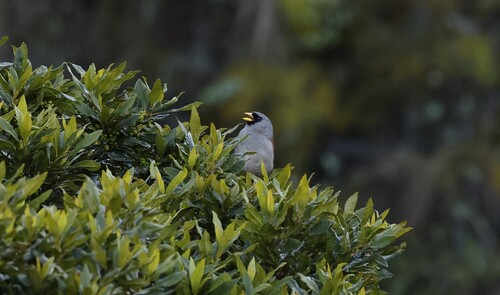 Rufous-backed Inca Finch (Incaspiza personata), photo 2