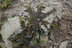 Sonchus novae-zelandiae