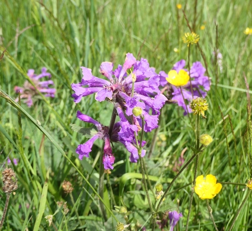 Big Betony (Betonica macrantha)