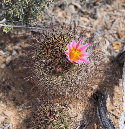 Cochemiea blossfeldiana, photograph 5