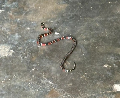 Mertens' Coral Snake, Micrurus mertensi
