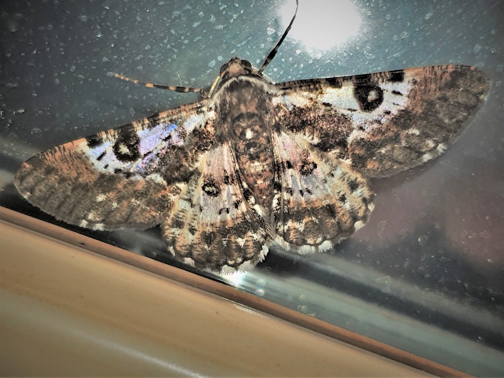 Iridopsis validaria