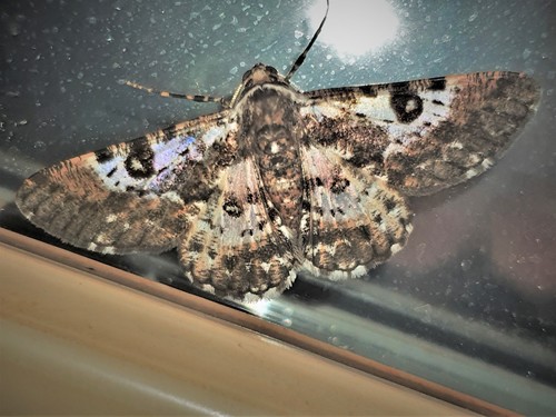 Iridopsis validaria