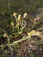 Pseudognaphalium cheiranthifolium