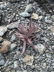 Dudleya abramsii