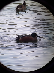 Spatula clypeata × cyanoptera