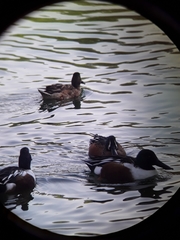 Spatula clypeata × cyanoptera