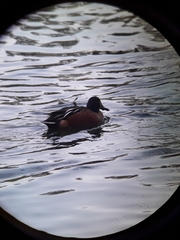 Spatula clypeata × cyanoptera