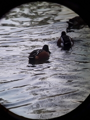 Spatula clypeata × cyanoptera