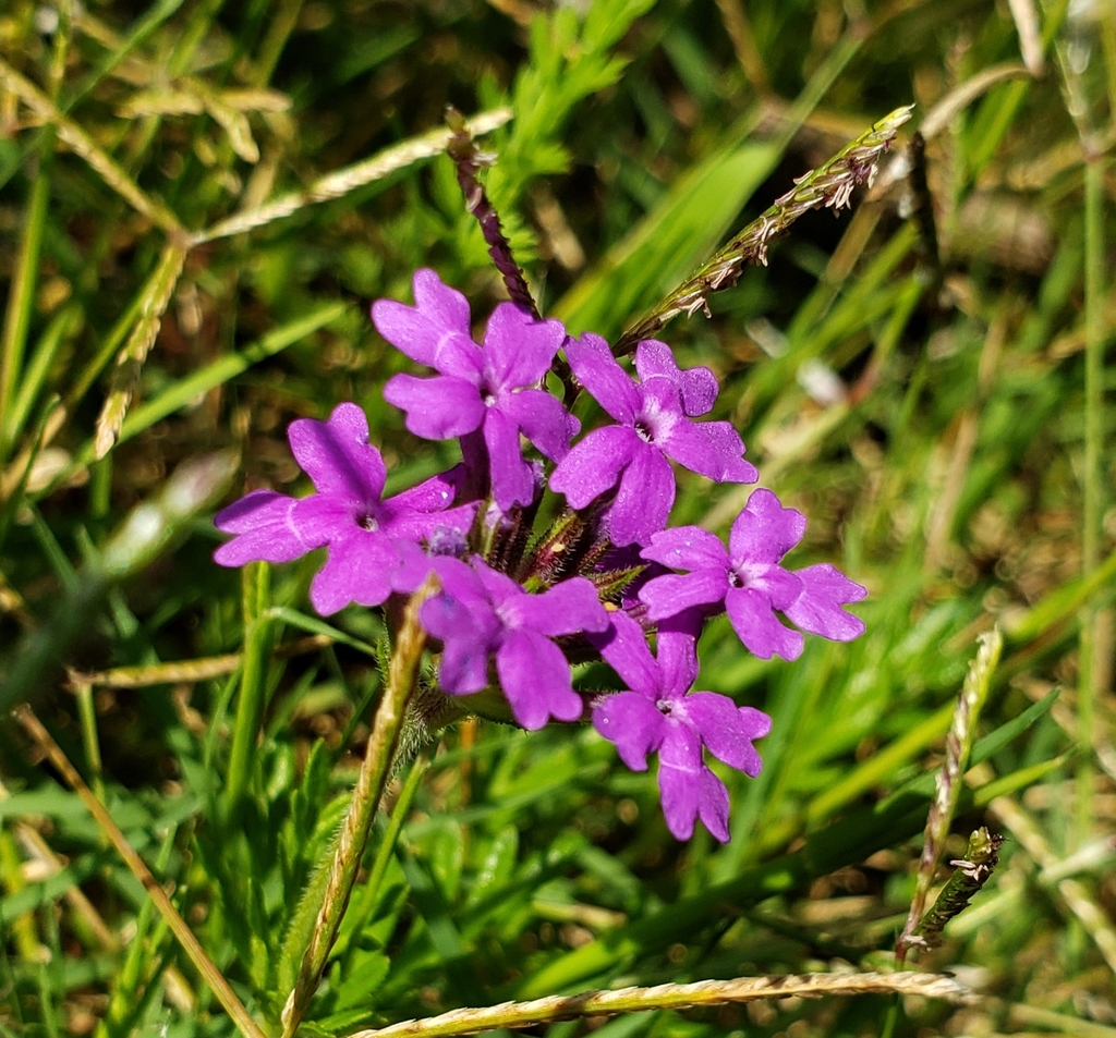 Glandularia selloi
