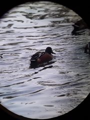 Spatula clypeata × cyanoptera