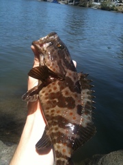Epinephelus coioides