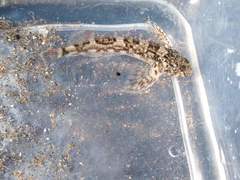 Blennodon dorsalis