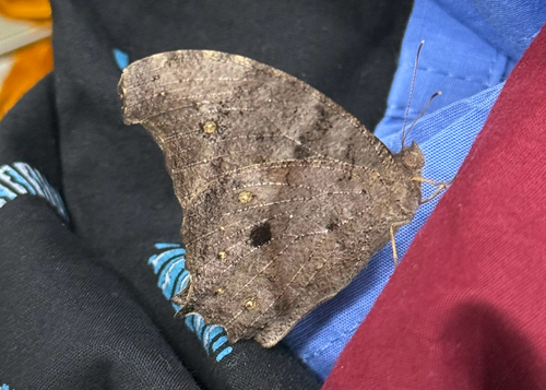 Common Evening Brown