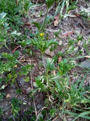 Heterosperma diversifolium