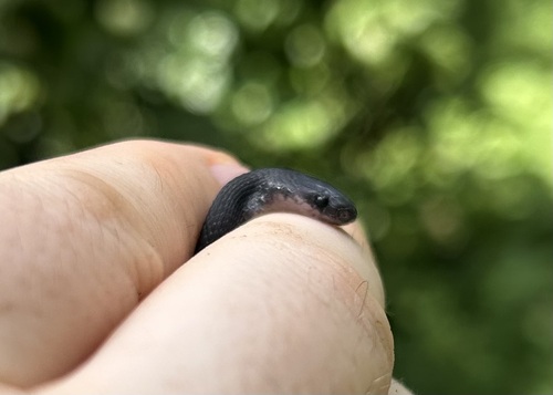 Schmidt’s Coffee-Snake., Ninia schmidti