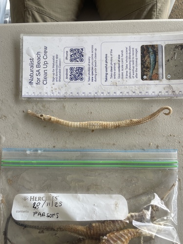Robust pipehorse (Solegnathus robustus) — Syngnathidae — 2