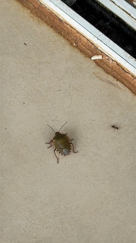 Chinavia erythrocnemis