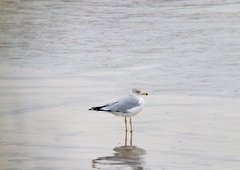 Larus delawarensis