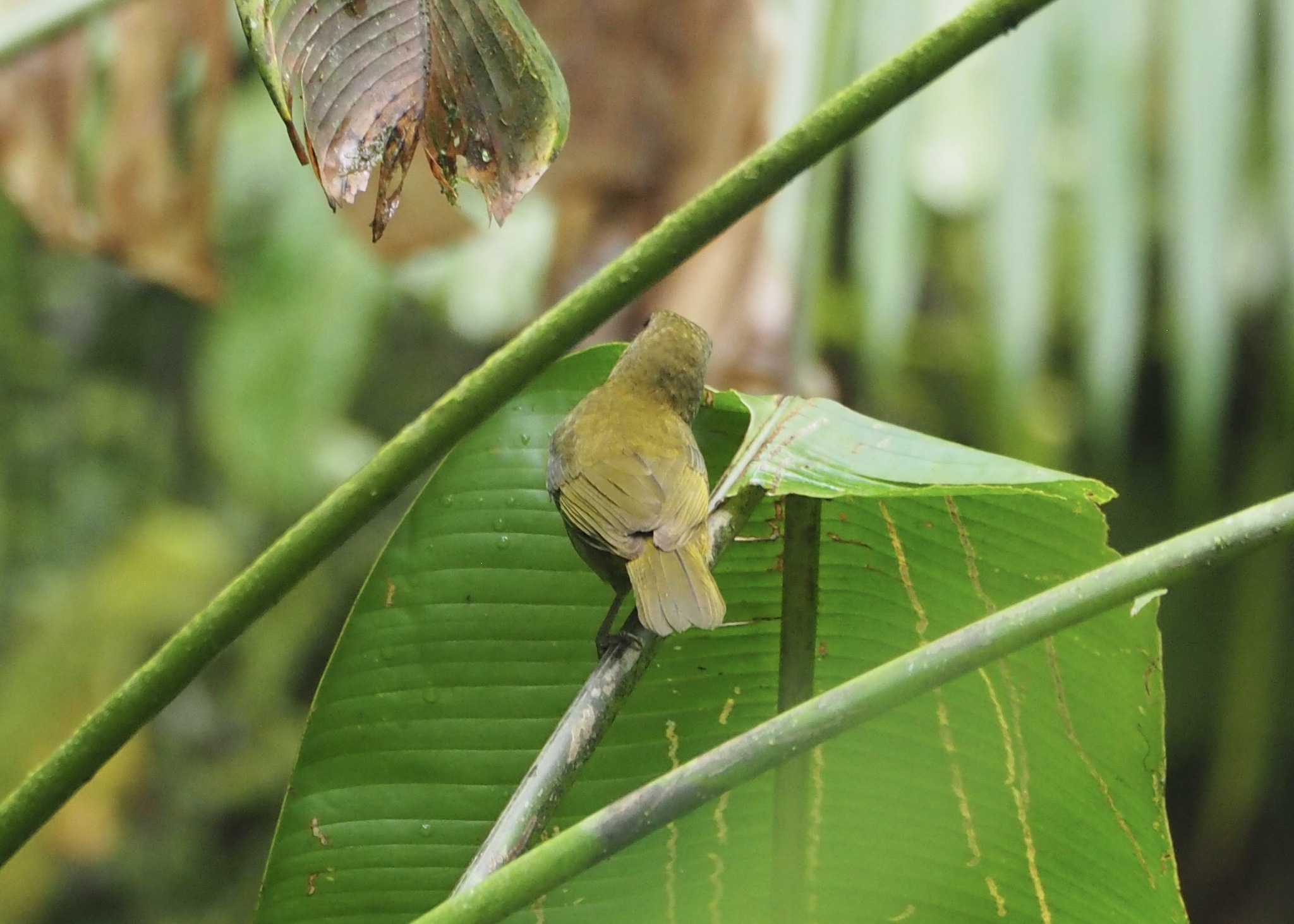 Ochre-breasted Tanager (Chlorothraupis stolzmanni), photo 7