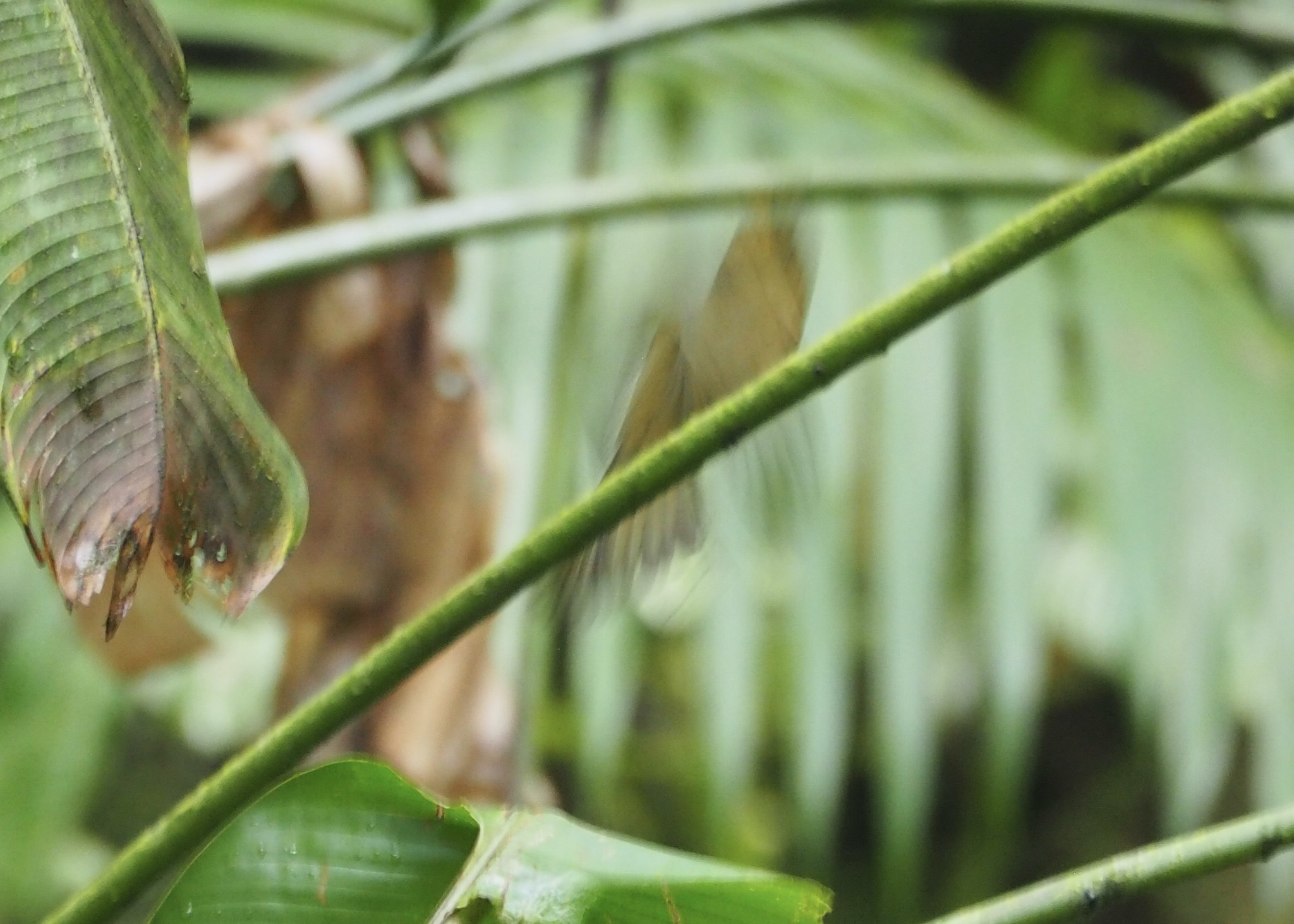 Ochre-breasted Tanager (Chlorothraupis stolzmanni), photo 9