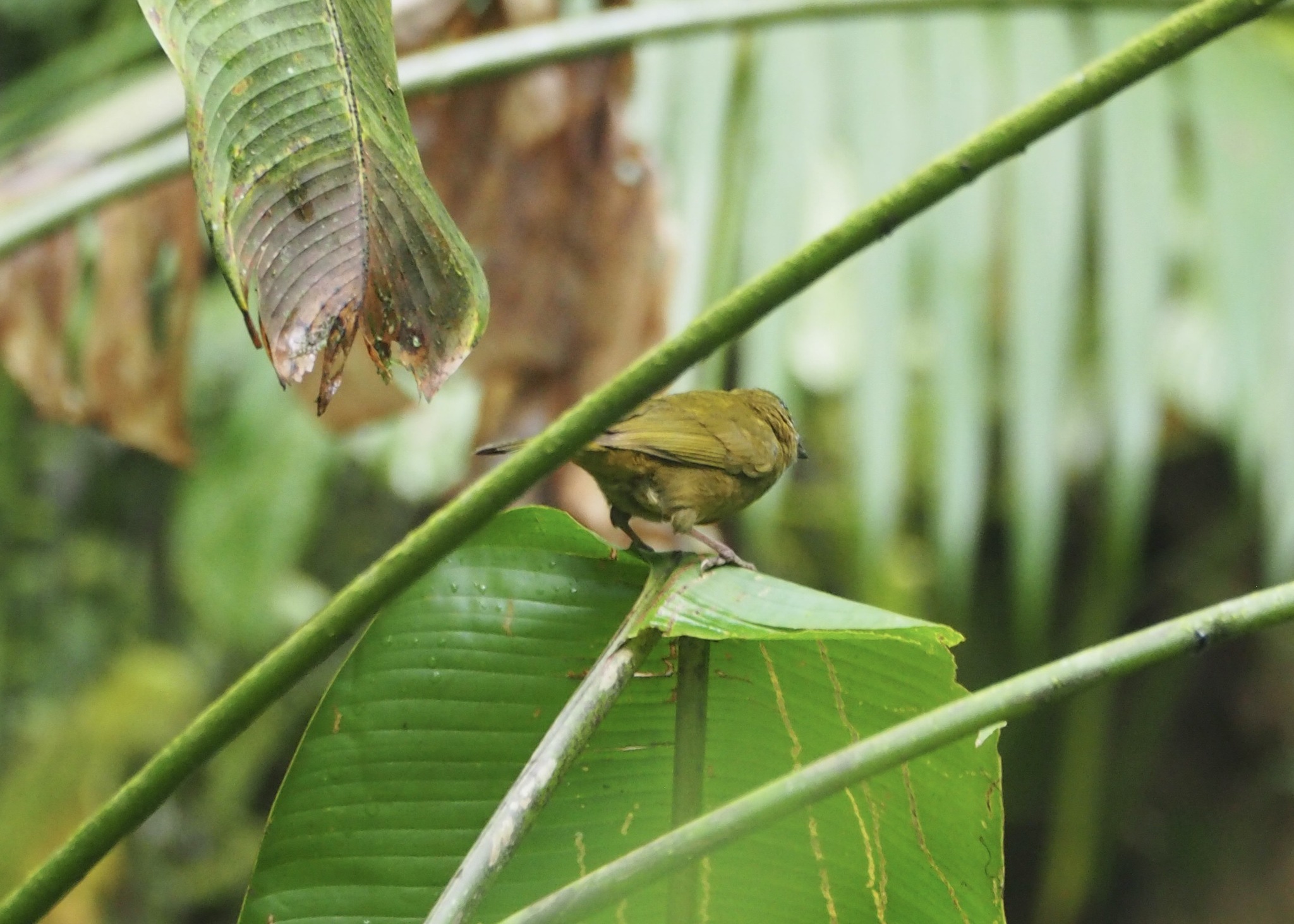 Ochre-breasted Tanager (Chlorothraupis stolzmanni), photo 8