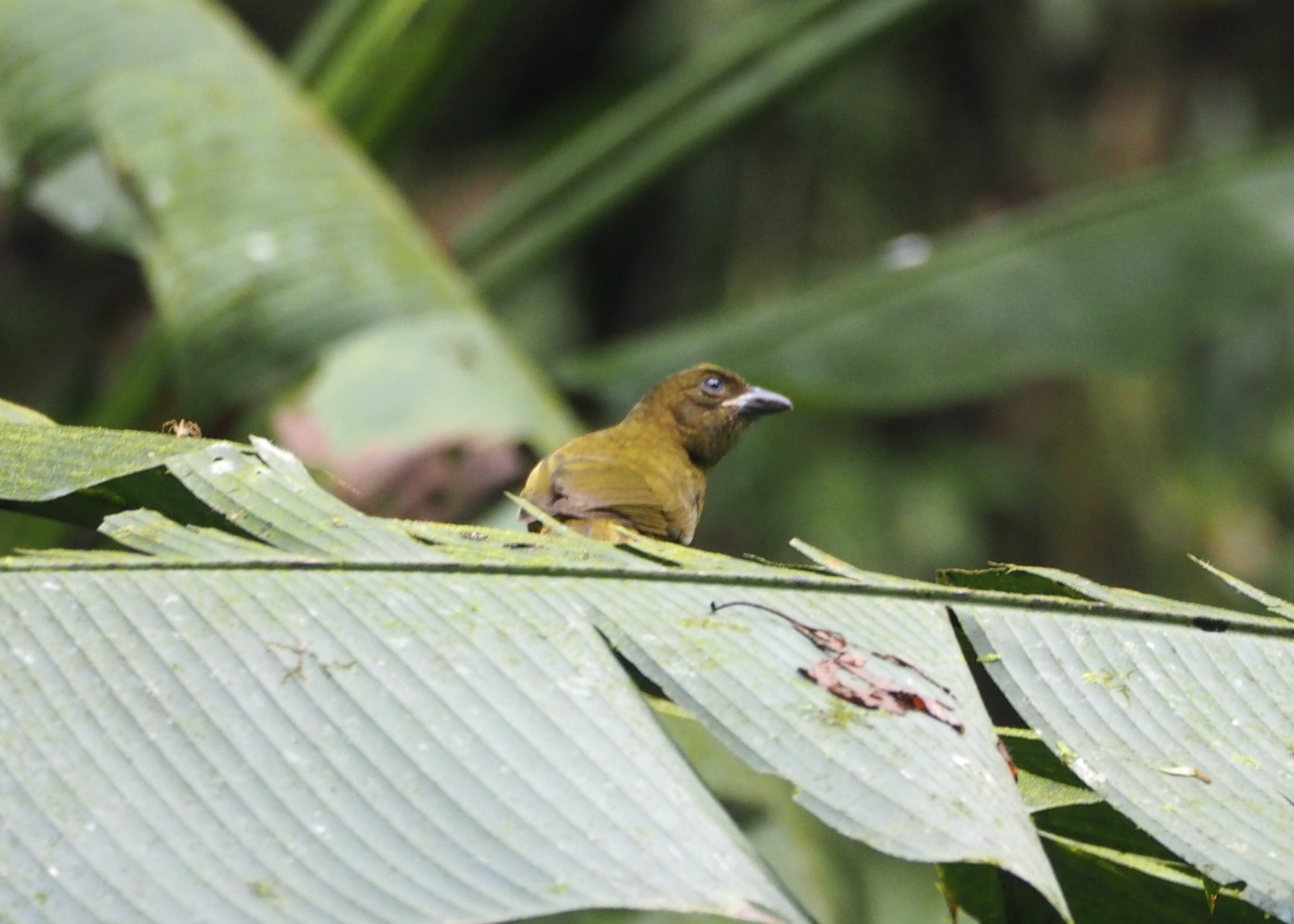 Ochre-breasted Tanager (Chlorothraupis stolzmanni), photo 6