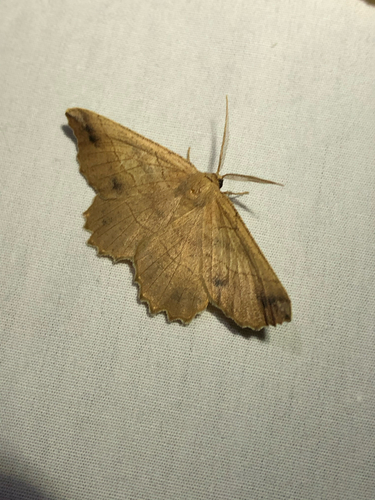 Johnson's Euchlaena Moth photo 5