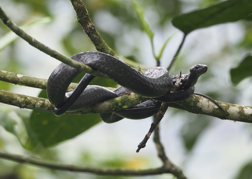 Ecuador Sipo