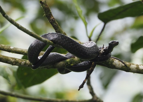Ecuador Sipo