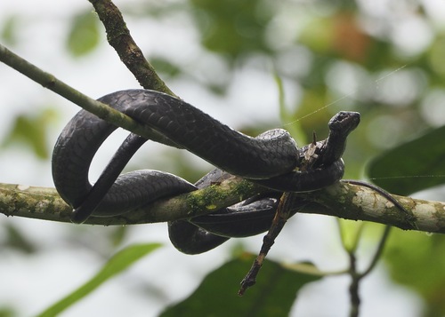 Ecuador Sipo