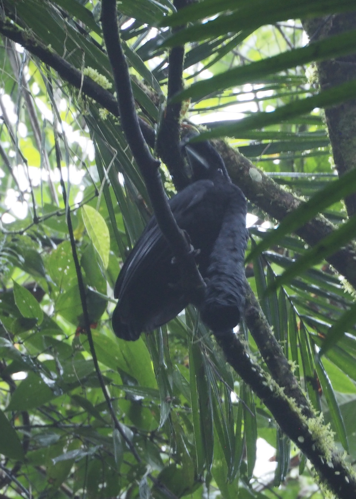 Long-wattled Umbrellabird (Cephalopterus penduliger), photo 9