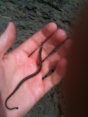 Hippichthys penicillus