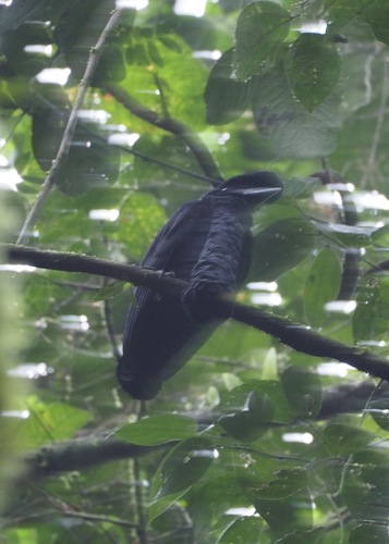 Long-wattled Umbrellabird (Cephalopterus penduliger), photo 6