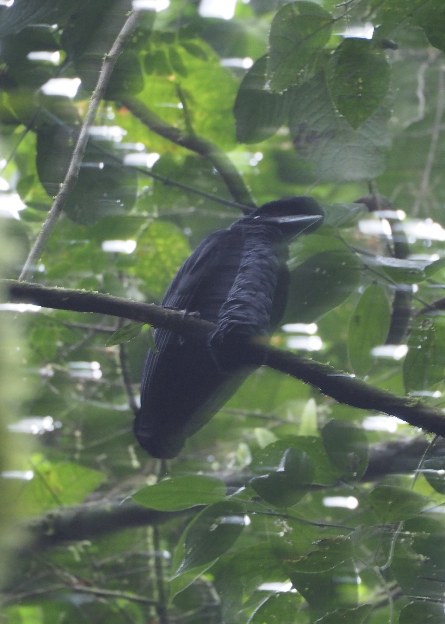 Long-wattled Umbrellabird (Cephalopterus penduliger), photo 10