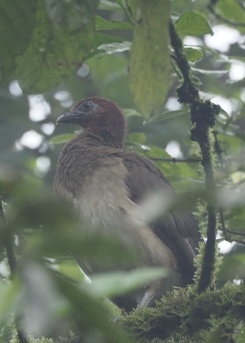 Rufous-headed Chachalaca (Ortalis erythroptera), photo 4