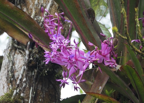 Cochliostema odoratissimum, photograph 2