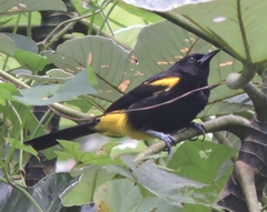 Icterus portoricensis