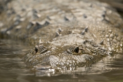 Crocodylus