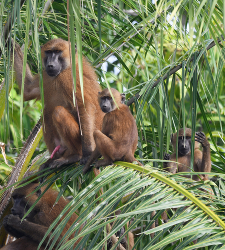 Guinea Baboon