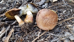Aureoboletus abruptibulbus