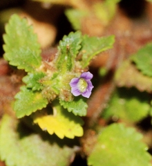 Stemodia verticillata