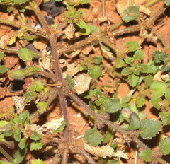 Stemodia verticillata