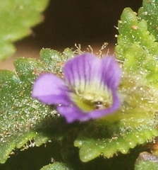 Stemodia verticillata