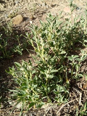 Atriplex suberecta
