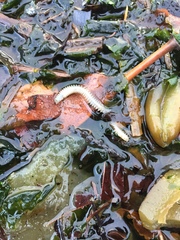Phyllodocida