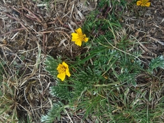 Bidens anthemoides