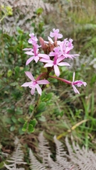 Epidendrum denticulatum