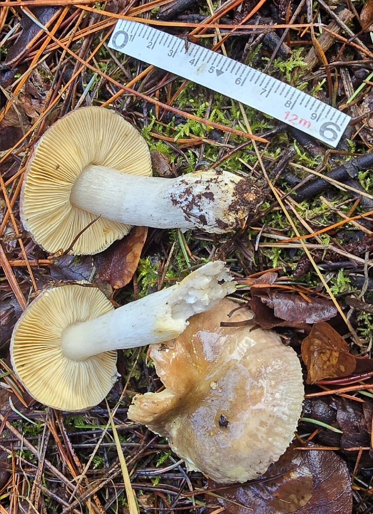 Russula pseudotsugarum